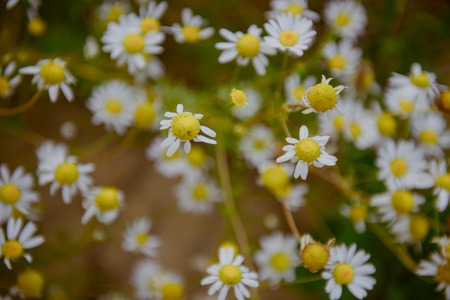 Wild chamomile flowers on a field on a sunny day. shallow depth of field