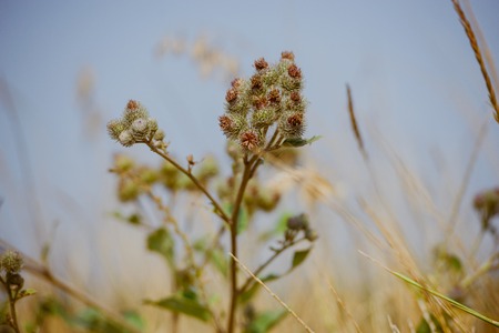 autumn dry grass sedge at the duskの写真素材