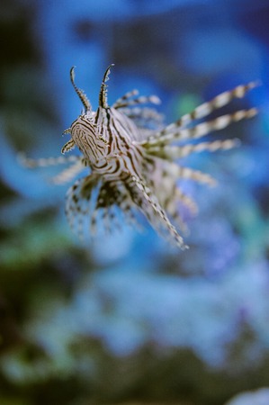 Sea life: exotic tropical coral reef fishの写真素材