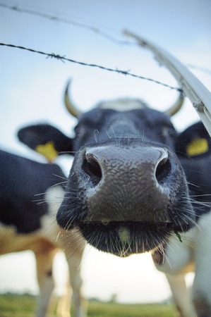 Spotted Black and White Holstein Cattle Grazing in a Green Fieldの写真素材