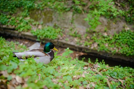 Mallard duck in the forest in early springの写真素材