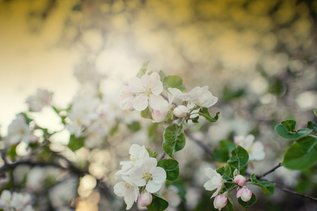Blooming apple tree in spring time on blue skyの写真素材