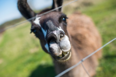 Lama animal graze in the meadow with wire fenceの写真素材