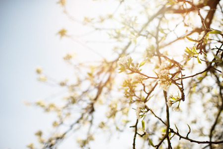 Blooming apple tree in spring time on blue skyの写真素材