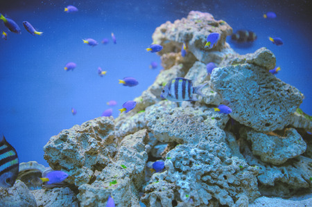 Sea life: exotic tropical coral reef fish