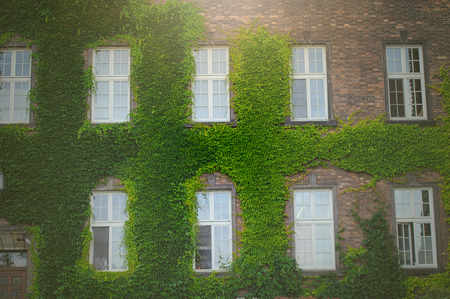 Window hidden in green ivy. Summer timeの写真素材