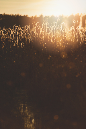 autumn dry grass sedge at the duskの写真素材