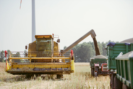 Combine harvesting the rape field at summerの写真素材