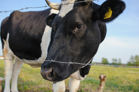 Spotted Black and White Holstein Cattle Grazing in a Green Fieldの写真素材