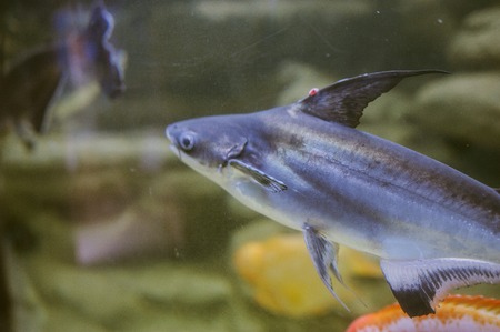 Sea life: exotic tropical coral reef fishの写真素材