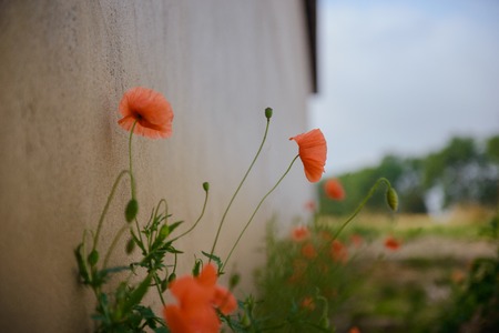 Red wild poppy flowers , close upの写真素材