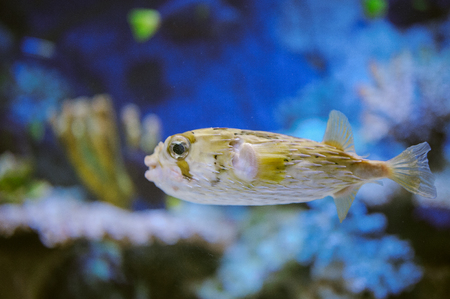 Sea life: exotic tropical coral reef fishの写真素材
