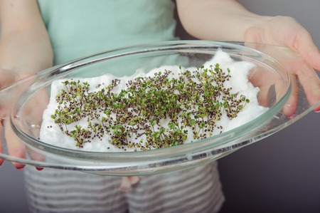 cress sprouts on the plate ready for eatの写真素材