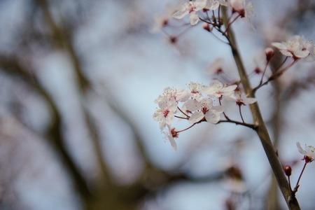 spring background of branches of a blossoming treeの写真素材