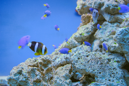 Sea life: exotic tropical coral reef fish
