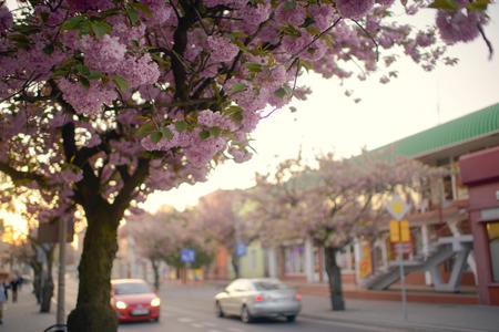Spring Japanese Cherry blossoms, pink flowers .の写真素材