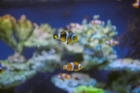 Sea life: exotic tropical coral reef fishの写真素材