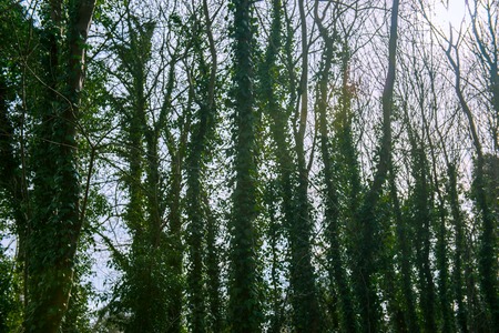 tree covered with ivy on sunny day