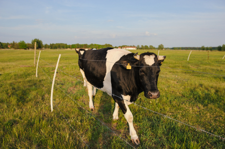 Spotted Black and White Holstein Cattle Grazing in a Green Fieldの写真素材