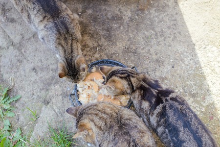 European cats eats food outside the homeの写真素材