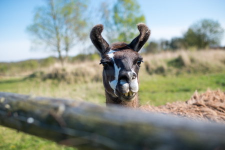 Lama animal graze in the meadow with wire fenceの写真素材