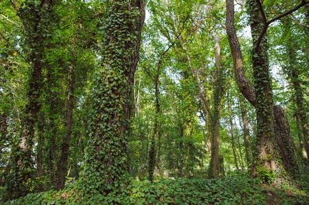 green ivy growing on the trunk of tree in the park.