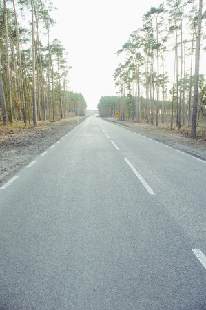 new asphalt road and pine tree forest at dusk