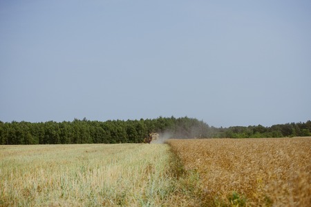 Combine harvesting the rape field at summerの写真素材