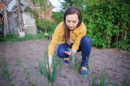 close-up of the onion plantation in the vegetable gardenの写真素材