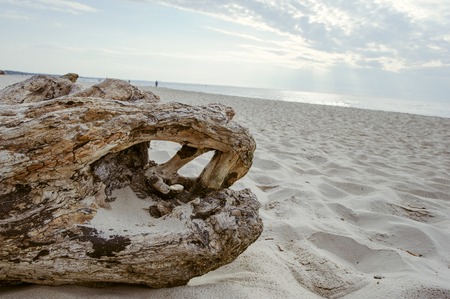 A piece of dry wood lying on the pebbles on the beach.の写真素材