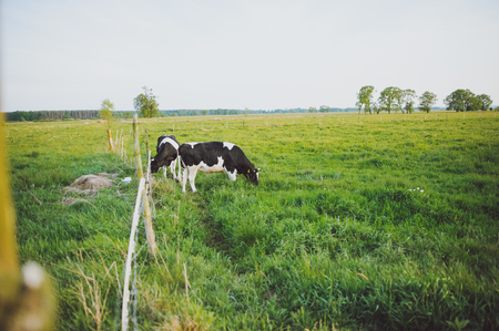 Spotted Black and White Holstein Cattle Grazing in a Green Fieldの写真素材