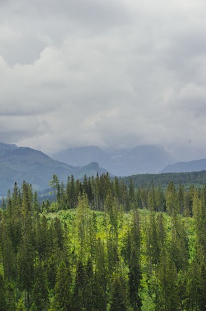 Forest. Green mountain forest landscape. Misty mountain forest. Fantastic forest landscape. Mountain forest in clouds landscape. Foggy forest. Mountain forest landscape. Dark forest in haze landscape.の写真素材