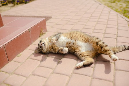 Domestic cat playing outdoor in spring timeの写真素材