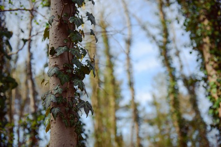 tree covered with ivy on sunny dayの写真素材