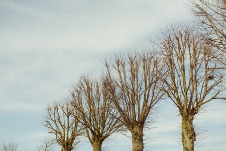 Early Spring Weeping Willow Tree against blue skyの写真素材