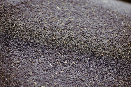 black small rapeseed on a trailer freshly harvestedの写真素材