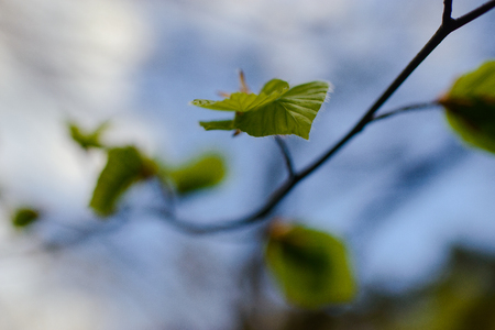 green leaves on the branch in early springの写真素材