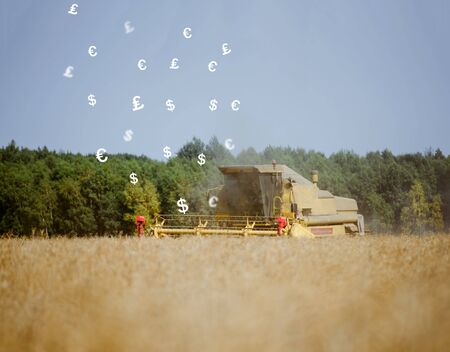 Combine harvesting the rape field at summerの写真素材