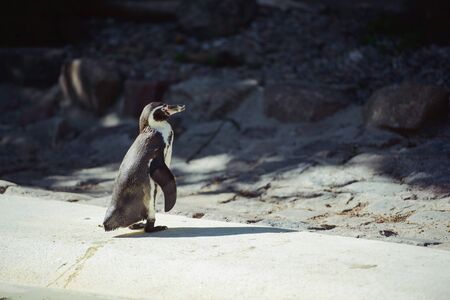 The penguin stands and looks straight. Copyspaceの写真素材