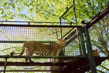 Cheetah in a cage looks around. Standing positionの写真素材