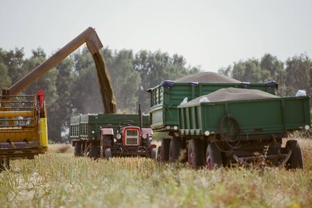 Combine harvesting the rape field at summer