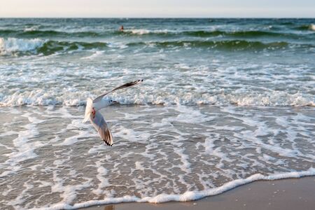 Sunset on the baltic sea with seagulls. Summer time. Golden hour.の写真素材