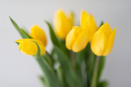Bouquet of tulips isolated on white background.の写真素材