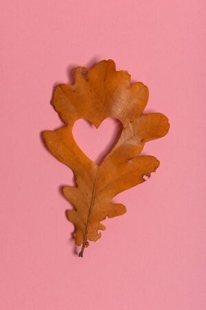 Brown oak withered leaf. With the heart shape cut out in the middle on pink background. Studio shoot. View from above. Vertical orientation. Copy space. Minimalistic styleの写真素材