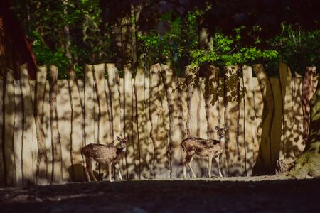 Fallow deer in the woods eating grass. Copy space.