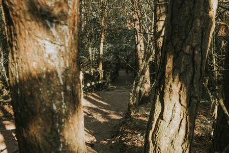 Forest pathway at summer. Hard sunrays in the forestの写真素材