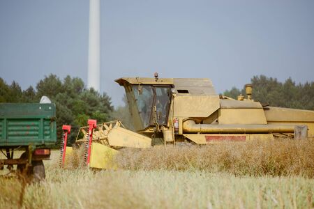 Combine harvesting the rape field at summerの写真素材