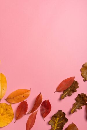 Background group autumn orange, green, yellow and brown leaves. with the heart shape cut out in the middle on pink background. Studio shoot. View from above. Horizontal orientation. Copy space.の写真素材