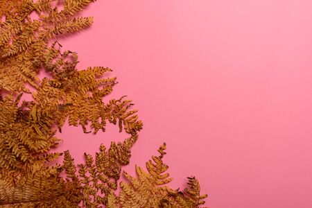 Autumn fern leaves isolated on pink background. Horizontal orienattion. Minimalistic style. View from above.の写真素材