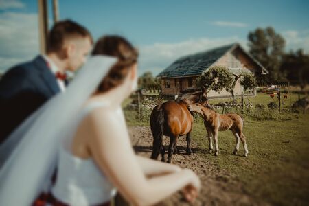 Bride with horse, romantical photo. Horses pasture on the meadowの写真素材